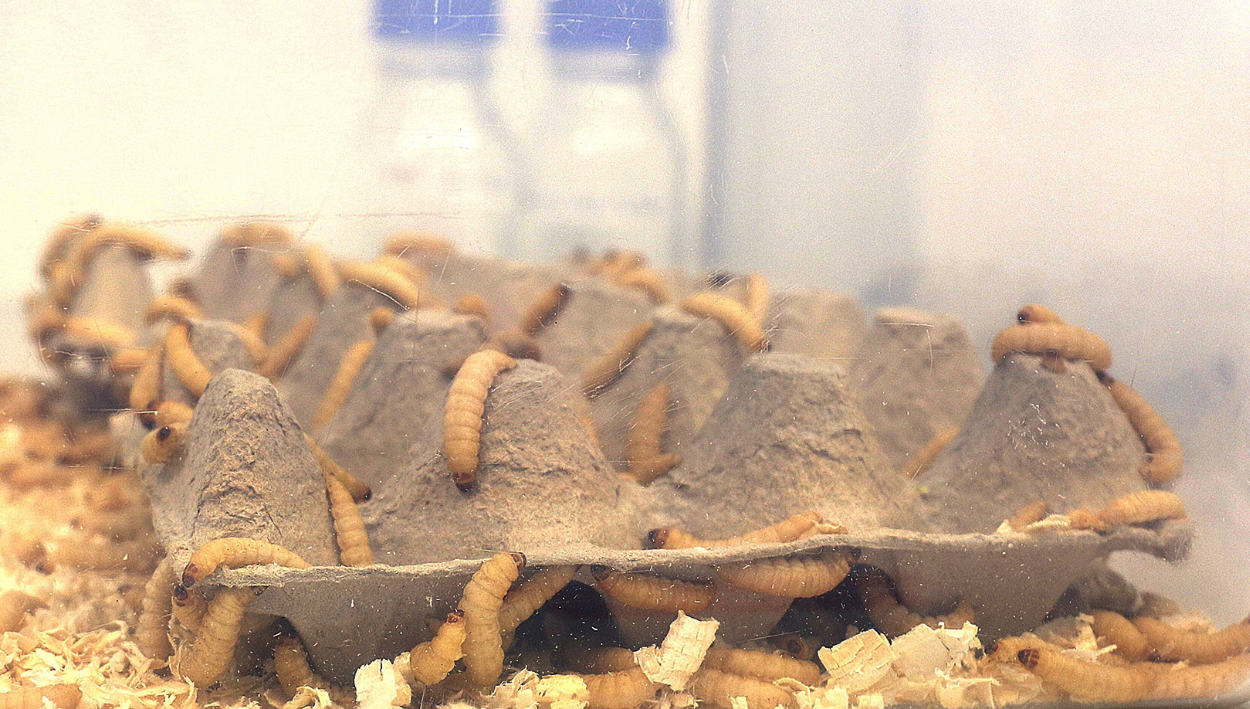 Wachsmottenlarven könnten Tierversuche reduzieren