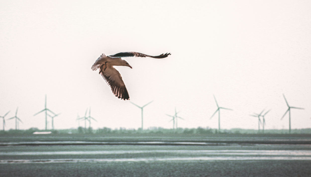 Wie Wetterradare Zugvögel vor Windrädern schützen könnten