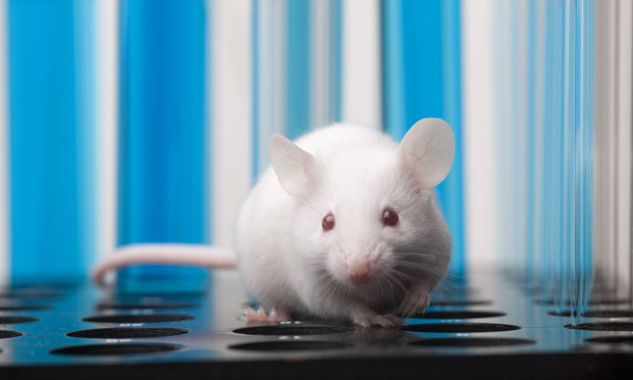 Weniger Tierversuche durch KI-Maus