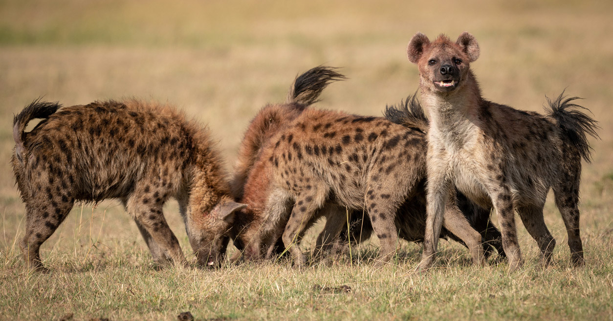 Aufstand gegen Alpha-Männchen: So verhindern Tiere Ungerechtigkeit