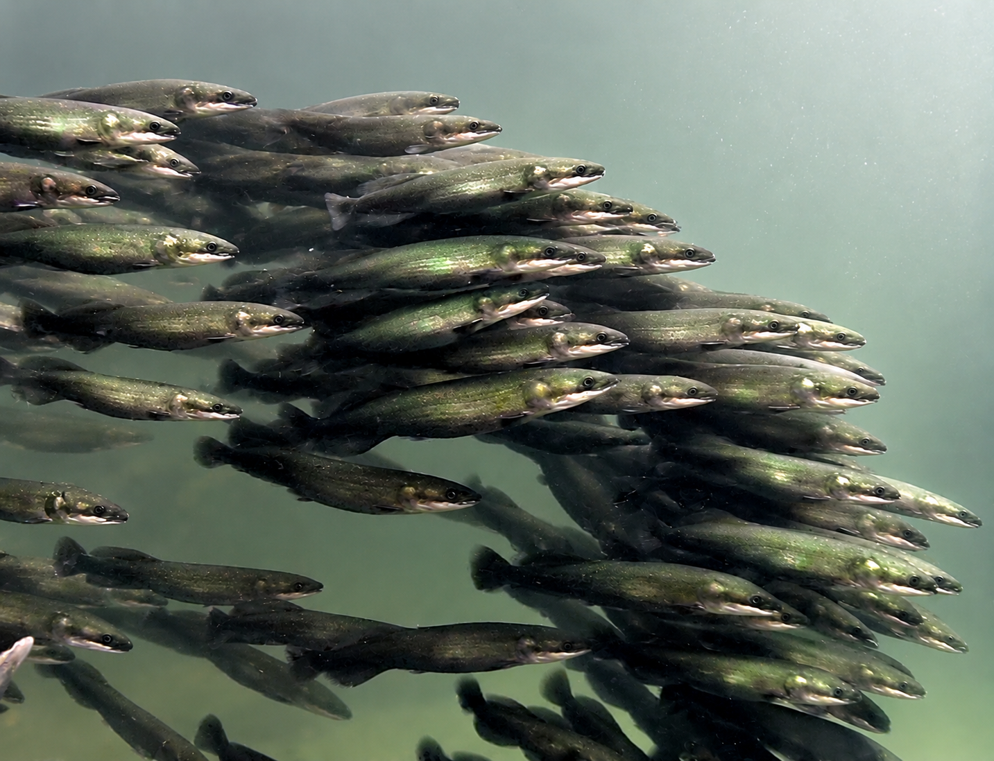 Wie tropische Jungfische im Gleichtakt atmen