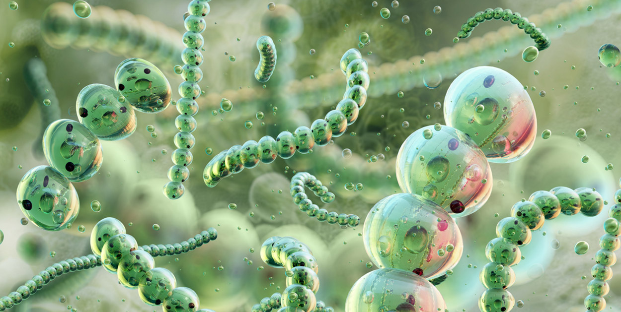 Experiment widerlegt Photosynthese-Paradigma