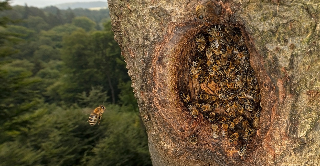 Wilde Honigbienen landen auf der Roten Liste