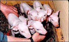 Erstmals geklonte Ferkel - Durchbruch für Organverpflanzung?