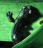 Wie der Simulander vom Salamander lernt, oder warum ein kleines Hirn Großes leisten
         kann.