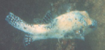 Mobile Flossen machen große Fische wendig