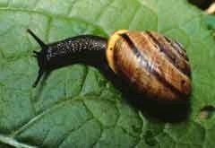 Safer Sex bei der Schnirkelschnecke