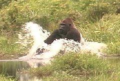 Gorillamännchen imponieren Artgenossen mit Wasserspielen