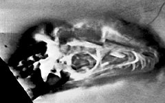 3D-Computertomographie bringt Dinosaurier zum Vorschein