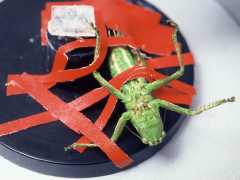 Insekten können mit hochflexiblen Kissen auf verschiedensten Oberflächen haften