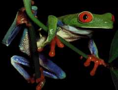 Heilmittel aus der Froschapotheke