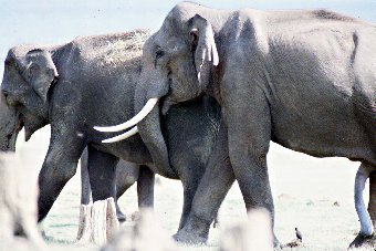 Forscher lüften das Geheimnis des Elefantensex