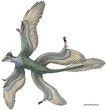 Urahn der Vögel: Dinosaurier mit vier Flügeln entdeckt