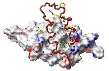 Forscherteams bestimmen die Struktur synthetischer Antikörper