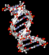 Helix, Wendeltreppe oder Schlange: Vor fünfzig Jahren entdeckten Watson und Crick
die DNA