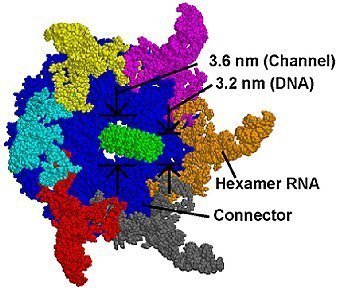 Nanomotor auf RNA-Basis