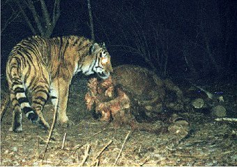 Sibirischer Tiger kehrt nach China zurück
