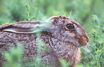 Frohe Ostern
