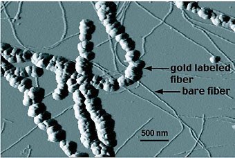 Hefeproteine bilden Gerüst für Nanodrähte
