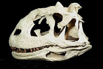 Kannibalismus bei Dinosauriern