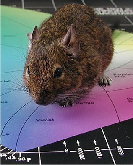 Degus haben ein Auge für Duftmarken