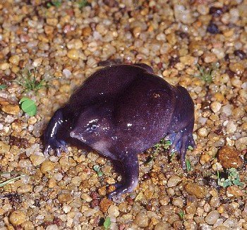 Frosch mit spitzer Schnauze in Indien entdeckt