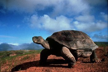 Schildkrötengene überliefern Spuren längst vergangenen Vulkanausbruchs
