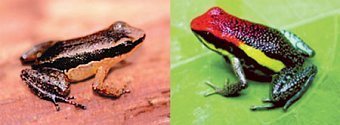 Tropische Frösche: Forscher klären Ursprung von Giftigkeit und Farbe
