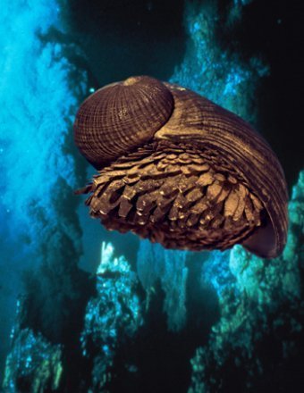Tiefseeschnecken leben auf eisernem Fuß