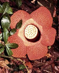 Rätsel um Abstammung der größten Blüten der Welt gelöst