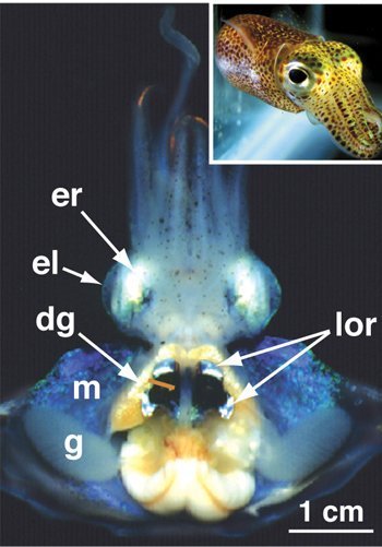 Tintenfisch bündelt Biolicht mit Eiweißspiegeln