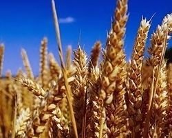 Unterschätzte Zöliakie: Viel mehr Menschen als gedacht vertragen das Getreide-Eiweiß
         Gluten nicht