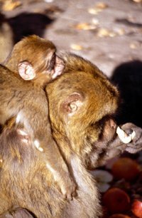 Wo die Urahnen der Gibraltar-Affen lebten