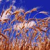 Weizen verheizen: Die Rechnung mit dem ethisch bedenklichen Brennstoff geht auf