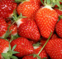 Biologischer Pflanzenschutz: Bakterien schützen Erdbeeren und Bananen