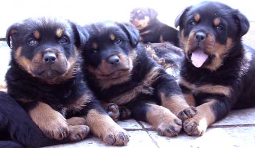 Hundert Tests für den Hund