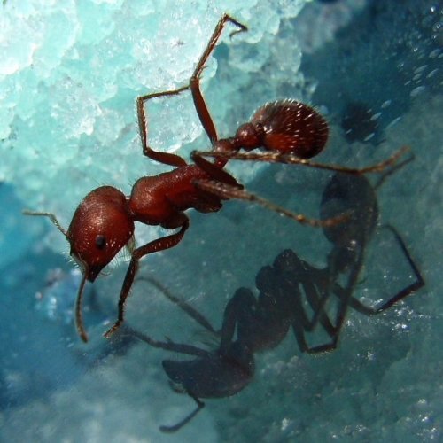 Gelebte Koexistenz bei Ameisen
