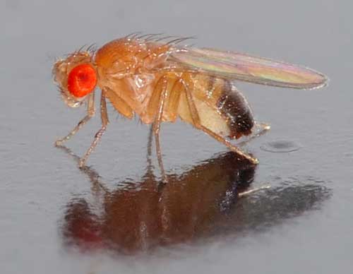 Warum sich Fliegen auf Diät die Nase zuhalten sollten