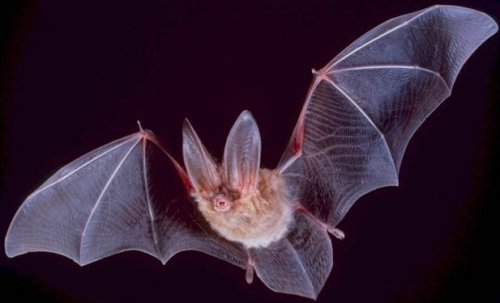 Wie die Hinterlassenschaften von Fledermäusen dem Regenwald helfen können