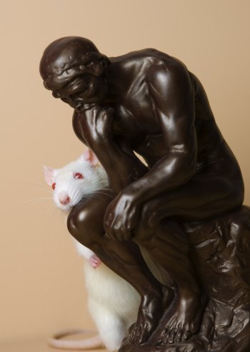 Ratten wissen, was sie nicht wissen