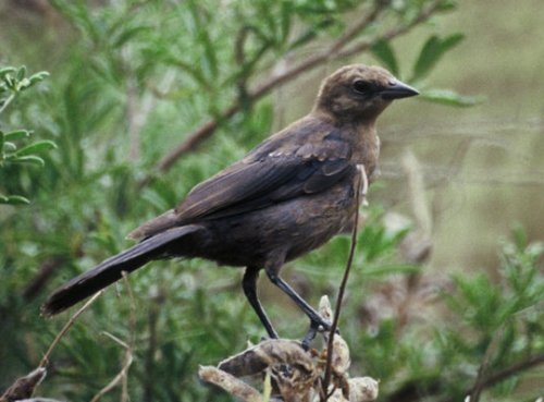 Schutzgeld für die Vogelmafia