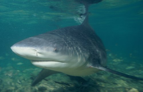 Warum das Verschwinden der Haie die Muscheln bedroht