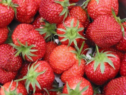 Warum ein Schwips gut für Erdbeeren ist