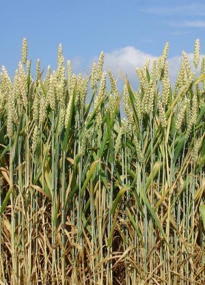 Wie Schwefel im Boden Acrylamid im Brot verringert