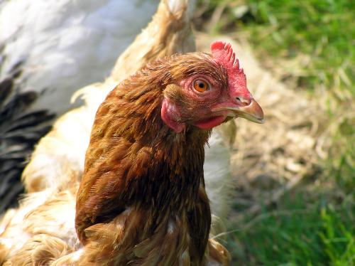 Wie das Huhn nach Amerika kam