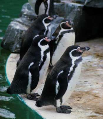 Wie die Pinguine in den Norden kommen
