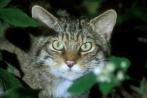 Woher die Hauskatzen kommen