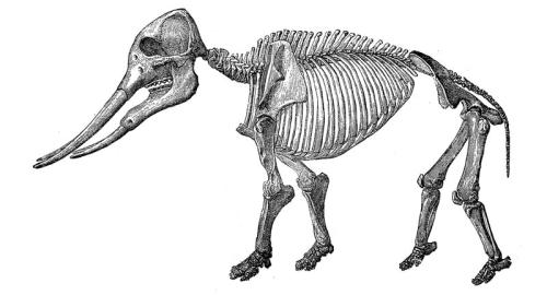 Ein Mastodon sorgt für klare Verwandtschaftsverhältnisse