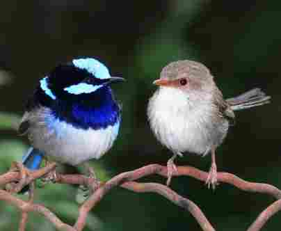 Vorteil für Vogelmamas