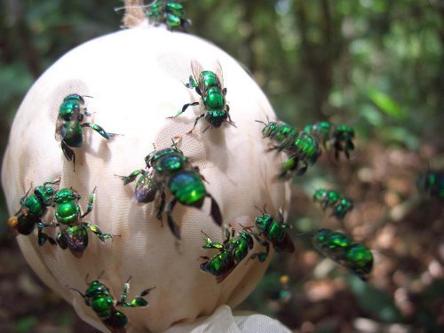 Enfleurage im Bienenstock